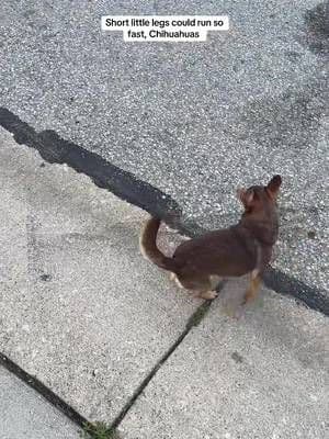 That’s just my baby dog small little legs could run so fast Chihuahua #Chihuahua #Dogs #Puppies #Pets #FurBabies #DogParents #Sky ##TikTok##TikTokShop##TikTokCreator