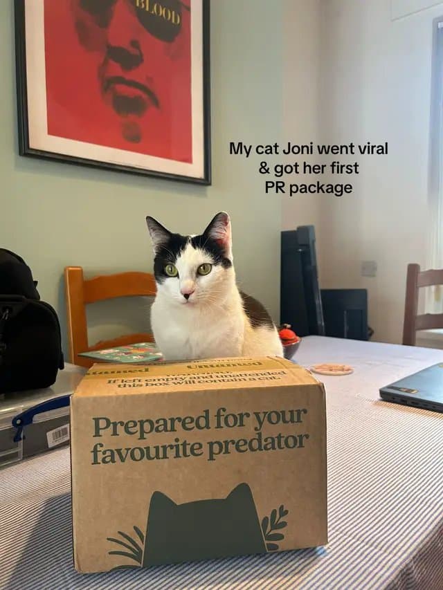 She can’t wait to try - thanks @Untamed Cat Food this was very cute of you #catsoftiktok #cute #cutecats #petsoftiktok