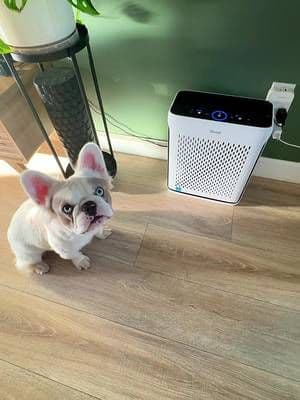 do you want your house to smell like dog? me neither. #frenchie #dogmom #levoit #ad #frenchbulldog
