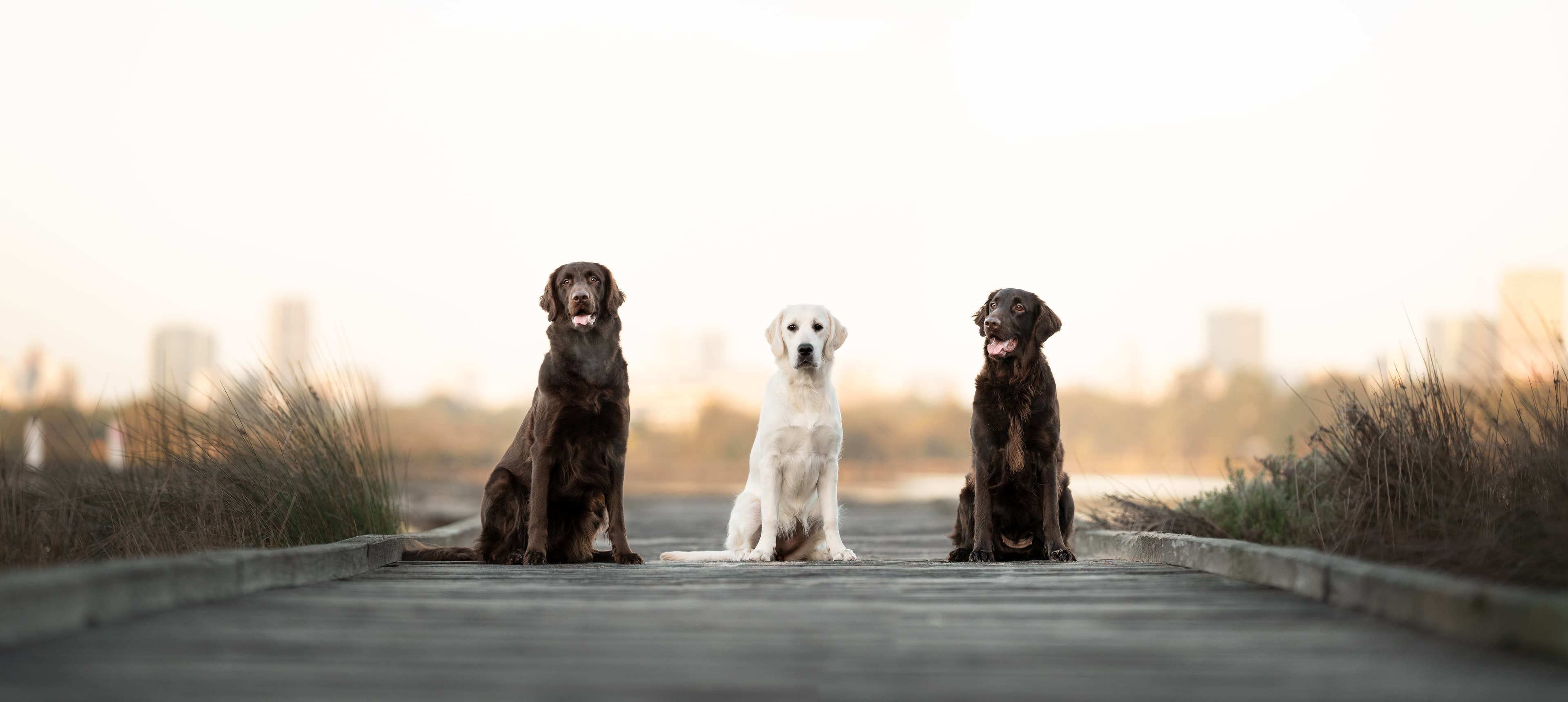 theflattietrio
